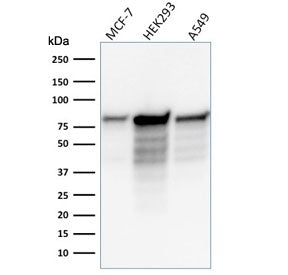 Western blot testing of human samples with MCM7 antibody (clone MCM7/1466). Expected molecular weigh