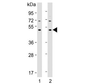 Western blot testing of human 1) 293 and 2) MCF7 cell lysate with IDOL antibody. Predicted molecular