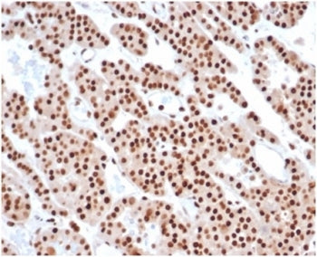 IHC staining of FFPE human tonsil tissue with PCNA antibody (clone PCNA/6580) at 2ug/ml. HIER: boil 