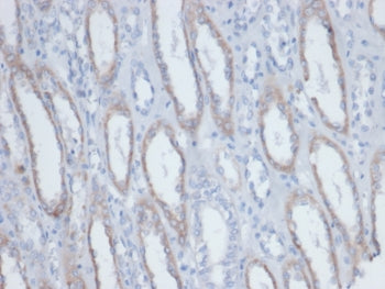 IHC staining of endogenous biotin in FFPE human kidney tissue with Biotin antibody (clone BTN/403). 