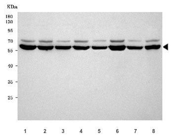 PDCD4 Antibody