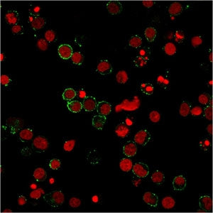 Immunofluorescent staining of PFA-fixed human Jurkat cells with PECAM-1 antibody (green, clone 158-2