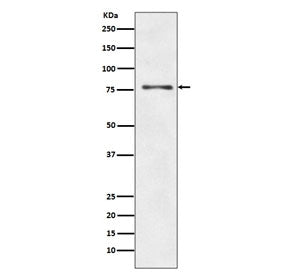 ATG7 Antibody / APG7