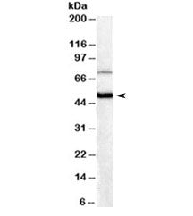 FOXG1 Antibody