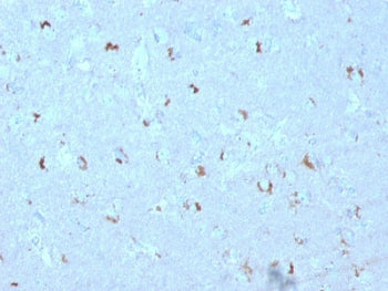GAD67 Antibody