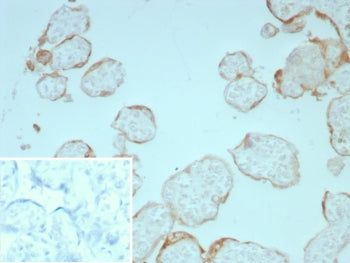 IHC staining of FFPE human placental tissue with FGF2 antibody (clone FGF2/7365). Inset: PBS used in