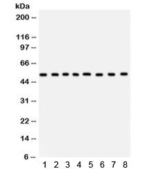 WASP Antibody