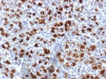 CELA3B Antibody / Elastase 3B