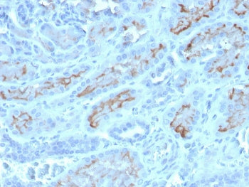 IHC staining of FFPE human kidney with CD10 antibody (clone MME/4232). HIER: boil tissue sections in