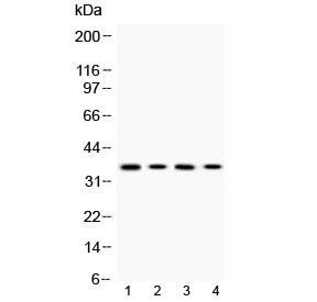 Western blot testing of 1) rat PC12, 2) mouse Hepa1-6, 3) human HeLa and 4) human A375 cell lysate w