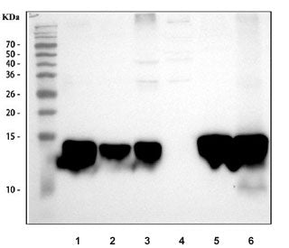 Western blot testing of 1) rat liver, 2) rat intestine, 3) rat RH35, 4) rat PC-12, 5) mouse liver an