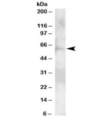 GRB7 Antibody