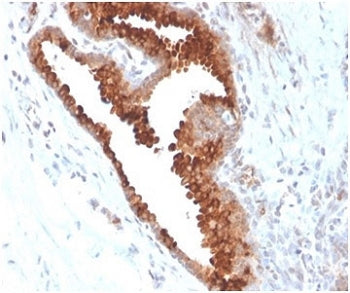 IHC staining of FFPE human small intestine with Aquaporin 4 antibody (clone AQP4/3324). HIER: boil t