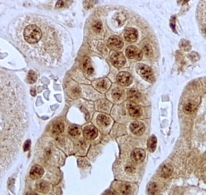 Jagged 1 Antibody
