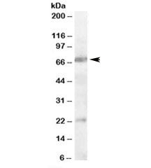 CHRNA4 Antibody