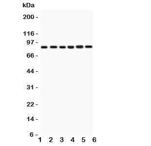 IKKb Antibody