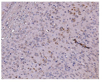 IHC staining of FFPE mouse brain tissue with Caspase 9 antibody. HIER: boil tissue sections in pH8 E