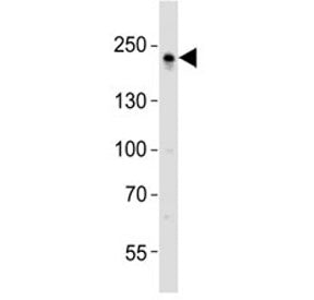 ZO1 Antibody