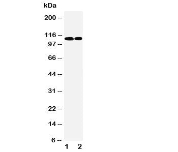 p107 Antibody