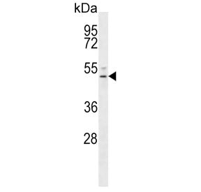 S1PR4 Antibody / EDG6