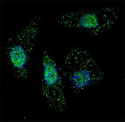 ATG7 Antibody