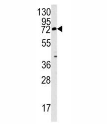 Rex1 Antibody