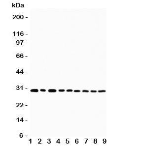 OX40 Antibody / CD134