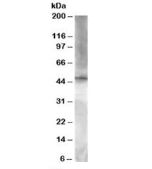 BRF2 Antibody