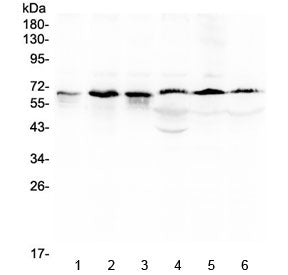 TRAF5 Antibody