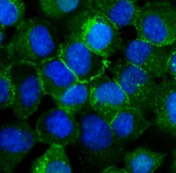 P-Cadherin Antibody / CDH3