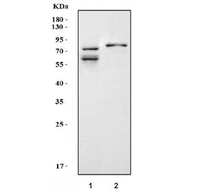 Western blot testing of 1) rat brain and 2) mouse brain tissue lysate with KCND1 antibody. Predicted