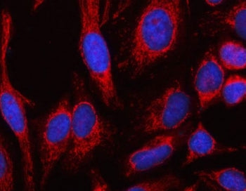 MSLNL Antibody / Mesothelin-like protein