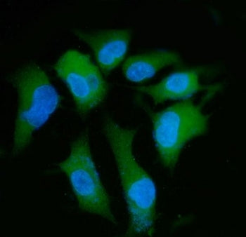 PPP2R1A Antibody