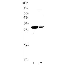 IL17C Antibody
