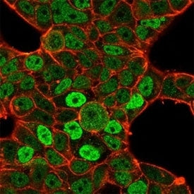 QKI Antibody / Protein Quaking