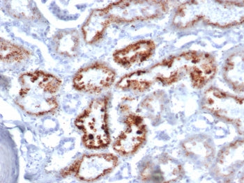 IHC staining of FFPE human kidney tissue with RBP4 antibody (clone RBP4/4046). HIER: boil tissue sec