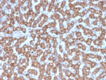 Prohibitin Antibody / PHB