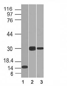 CELA3B Antibody / Elastase 3B