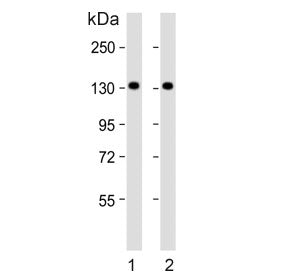 PFAS Antibody / Phosphoribosylformylglycinamidine synthase