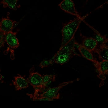 TRIM27 Antibody