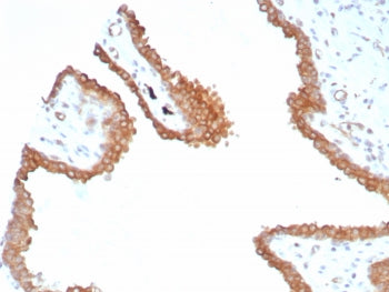 Glutamine Synthetase Antibody / GLUL