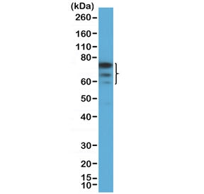 FOXP1 Antibody