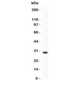 Kallikrein 1 Antibody