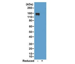 Mouse IgG2a Antibody