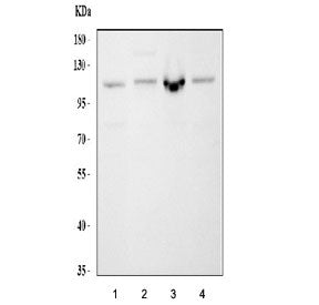 Western blot testing of 1) human MCF7, 2) rat RH35, 3) mouse ANA-1 and 4) mouse NIH 3T3 cell lysate 