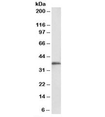MSI2 Antibody