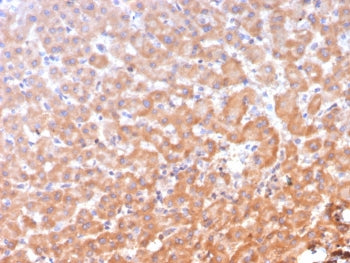 ALDH1L1 Antibody