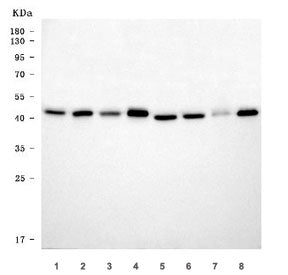 THAP11 Antibody / THAP domain-containing protein 11