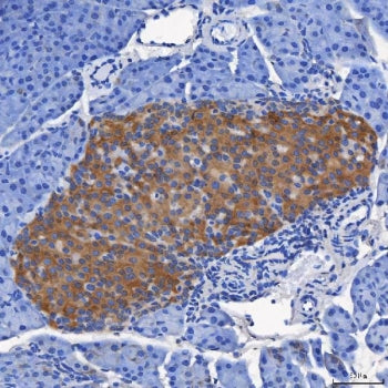 IHC staining of FFPE mouse pancreas tissue with SEL1L antibody. HIER: boil tissue sections in pH8 ED