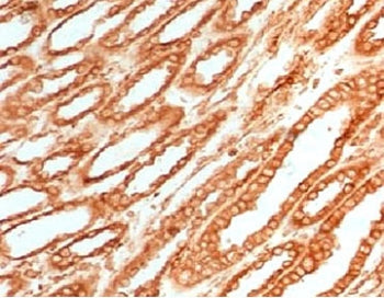 Calnexin Antibody
